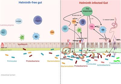 The effects of helminth infections on the human gut microbiome: a systematic review and meta-analysis